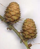 Sivun <i>Larix</i> decidua × Larix <i>kaempferi</i> kuva