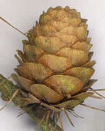 Image of <i>Larix</i> decidua × Larix <i>kaempferi</i>