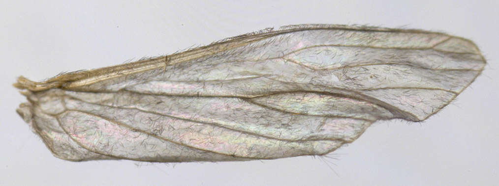 Plancia ëd Mystacides longicornis (Linnaeus 1758)