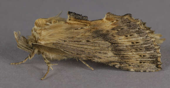 Image of Pterostoma