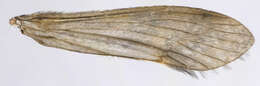 Image of Mystacides longicornis (Linnaeus 1758)