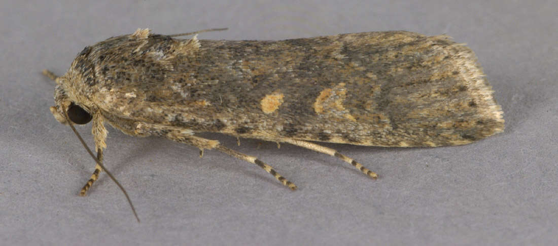 Spodoptera exigua resmi