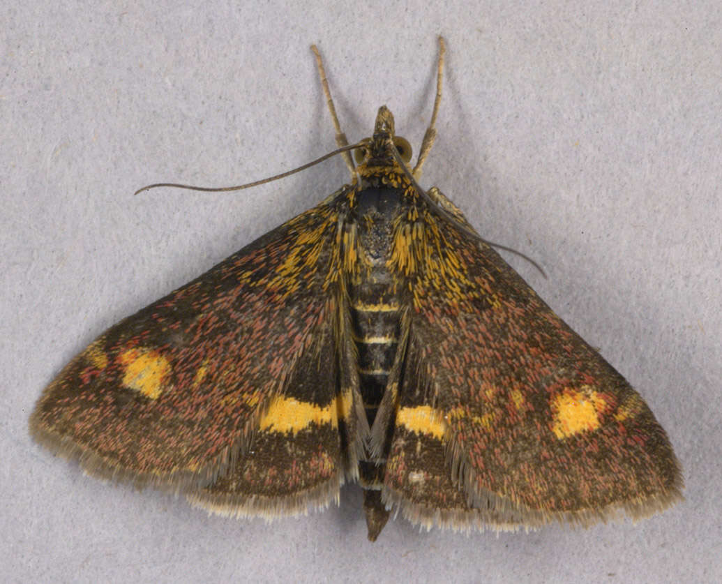 Image of Mint moth