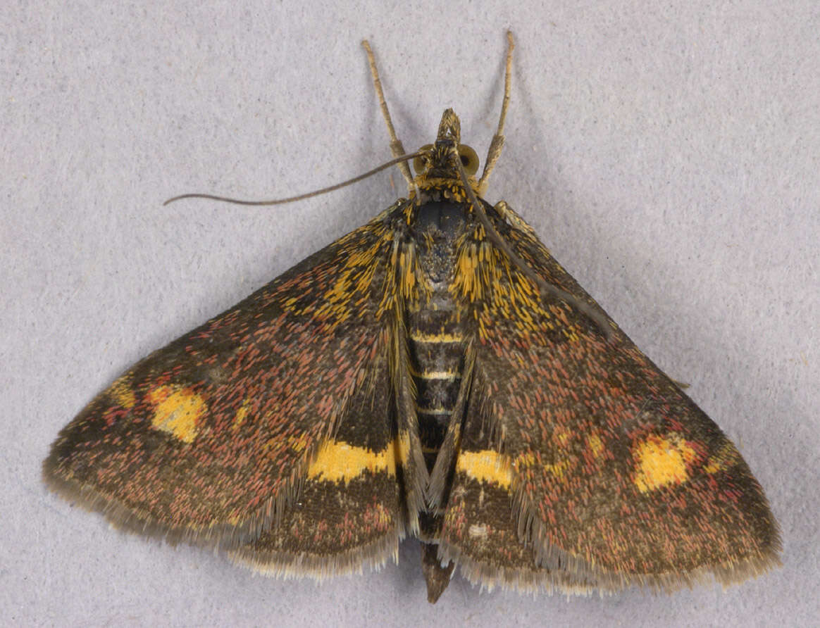 Image of Mint moth