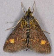 Image of Mint moth