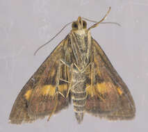 Image of Mint moth