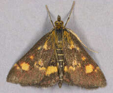 Image of Mint moth