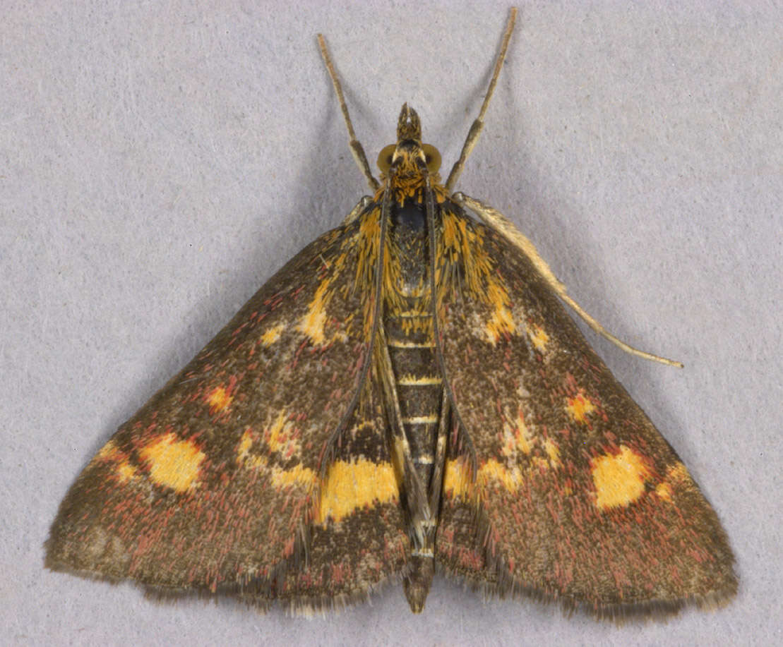 Image of Mint moth