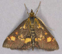 Image of Mint moth