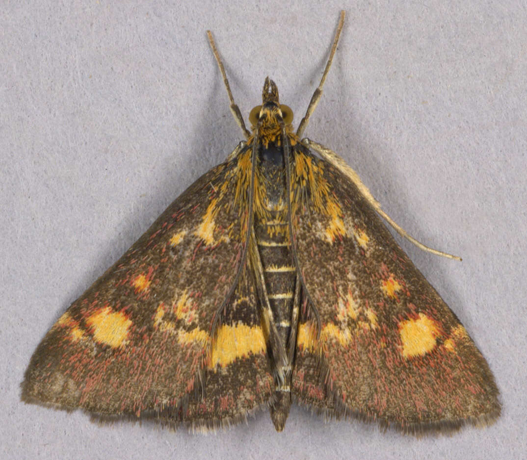 Image of Mint moth