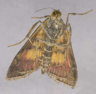Image of Mint moth