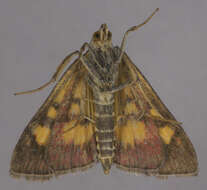 Image of Mint moth