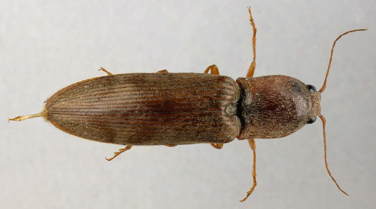 Image of Stenagostus rhombeus