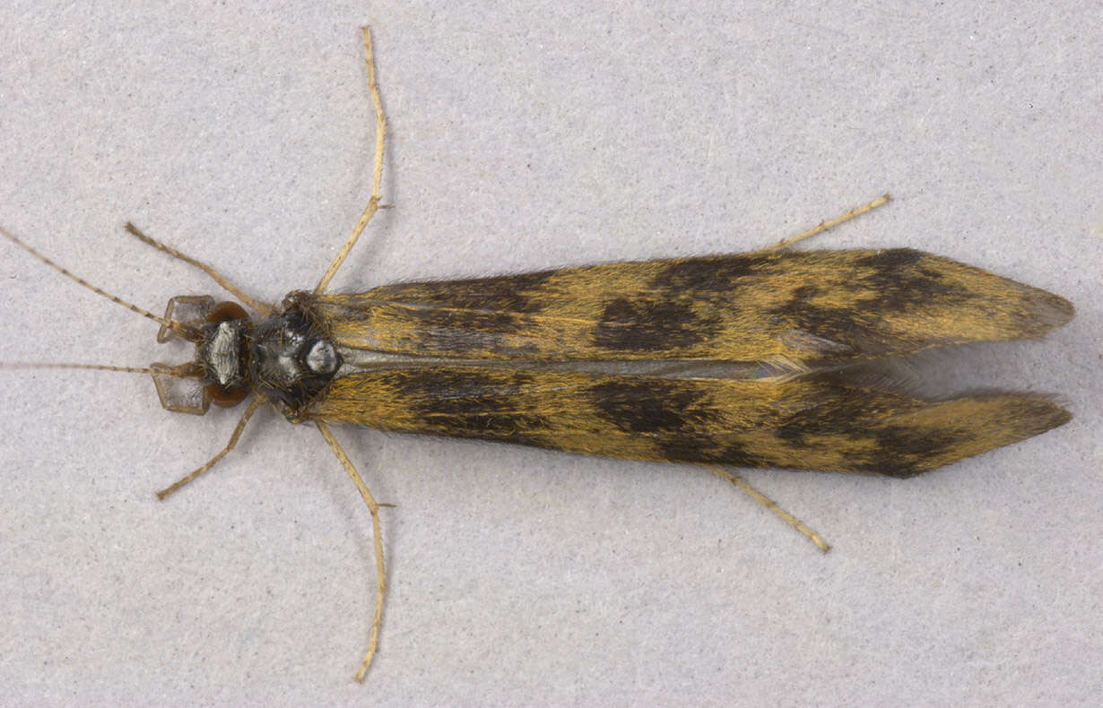 Plancia ëd Mystacides longicornis (Linnaeus 1758)