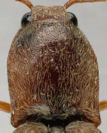 Image of Stenagostus rhombeus