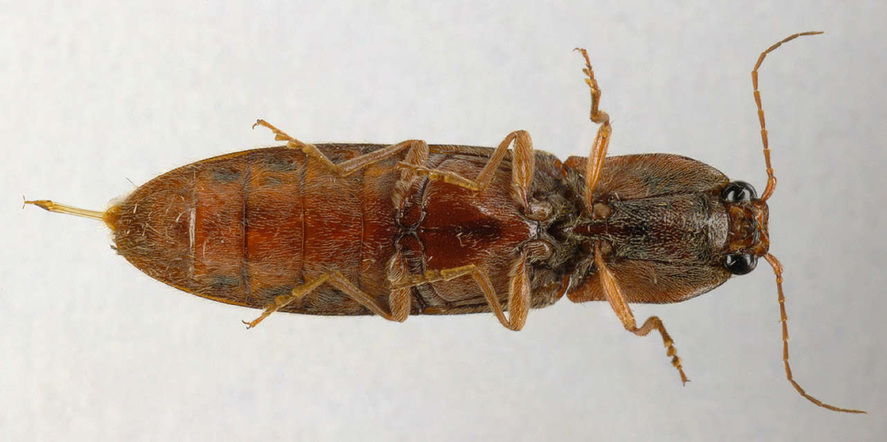 Image of Stenagostus rhombeus