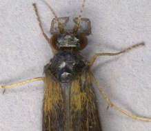 Plancia ëd Mystacides longicornis (Linnaeus 1758)