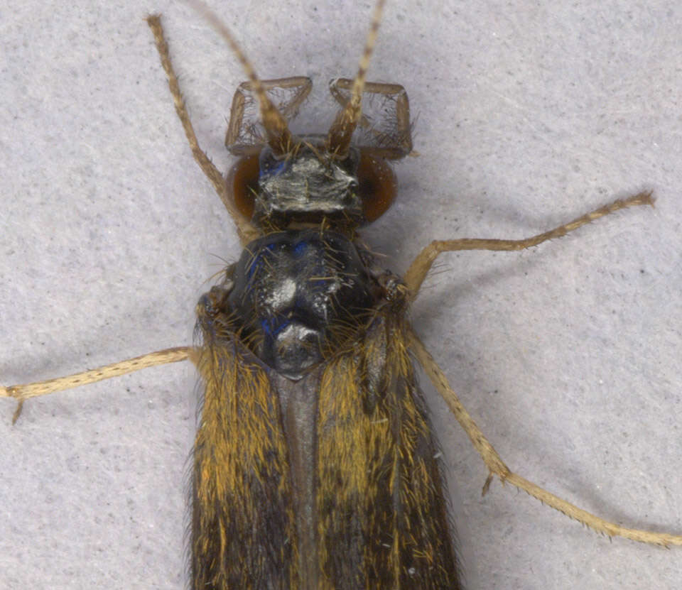 Image of Mystacides longicornis (Linnaeus 1758)