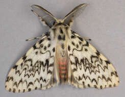 Image of Black Arches