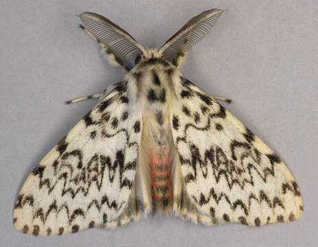 Image of Black Arches