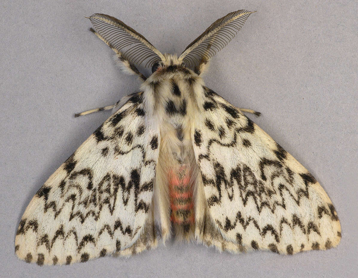 Image of Black Arches