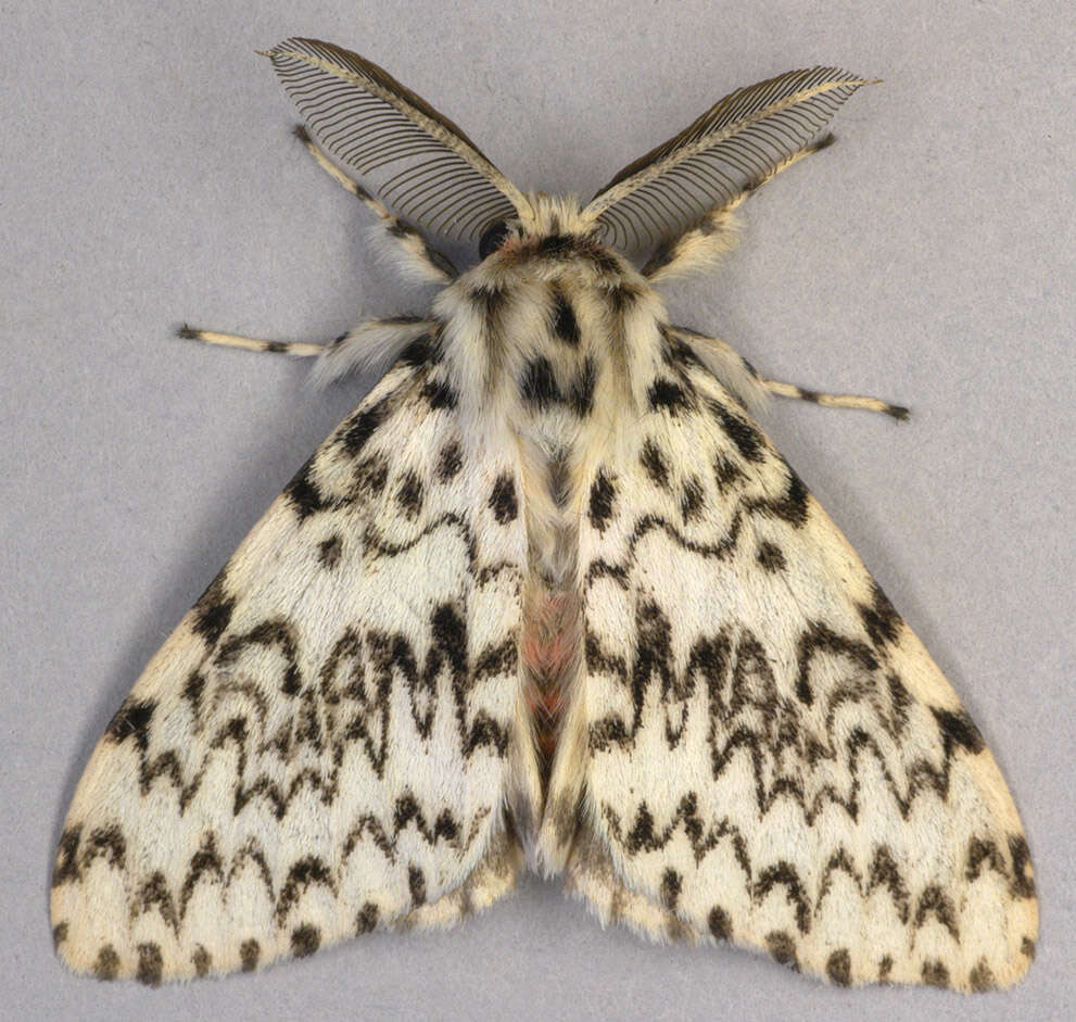 Image of Black Arches