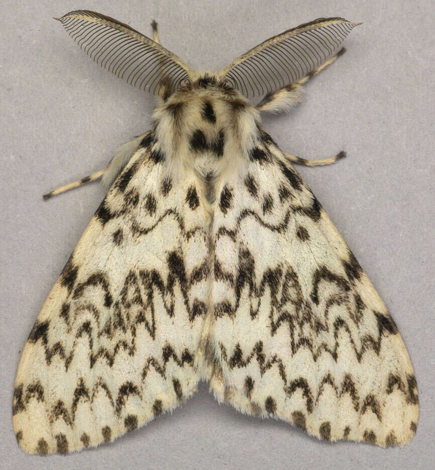 Image of Black Arches