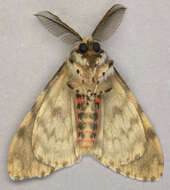 Image of Black Arches