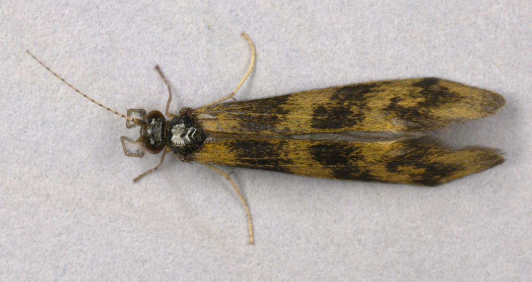 Plancia ëd Mystacides longicornis (Linnaeus 1758)