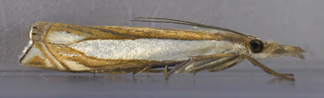 Image of Crambus pascuella Linnaeus 1758