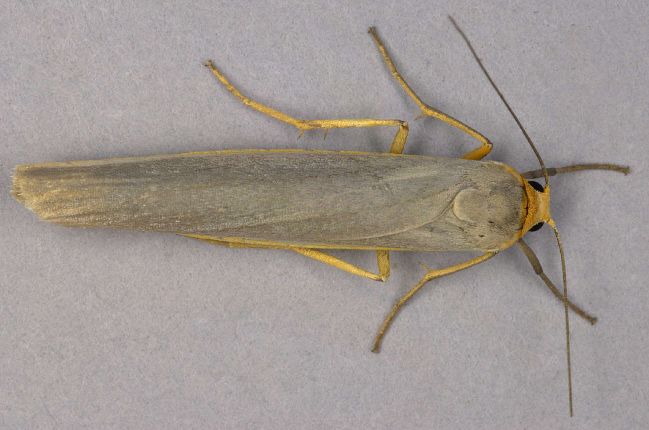 Image of scarce footman