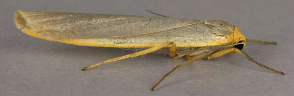 Image of scarce footman