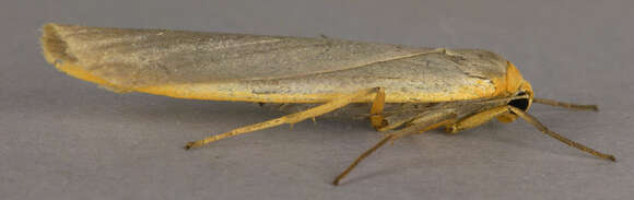 Image of scarce footman