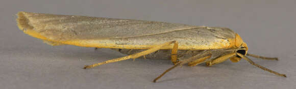 Image of scarce footman