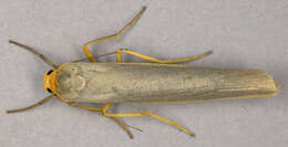 Image of scarce footman