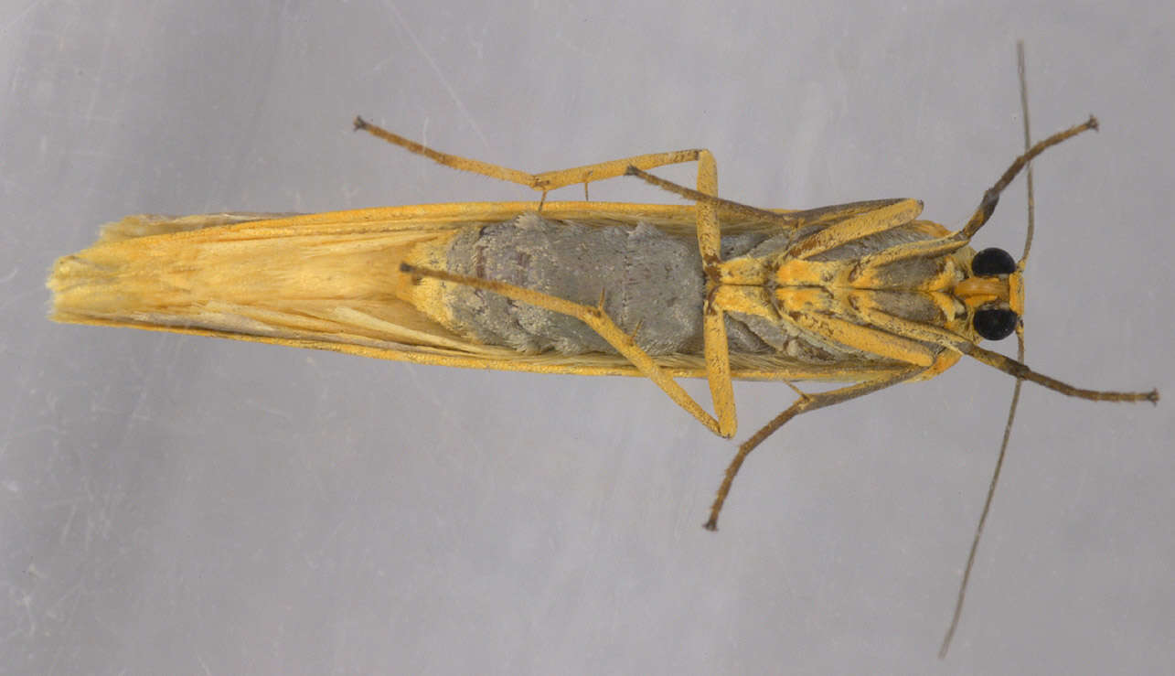 Image of scarce footman