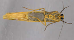 Image of scarce footman