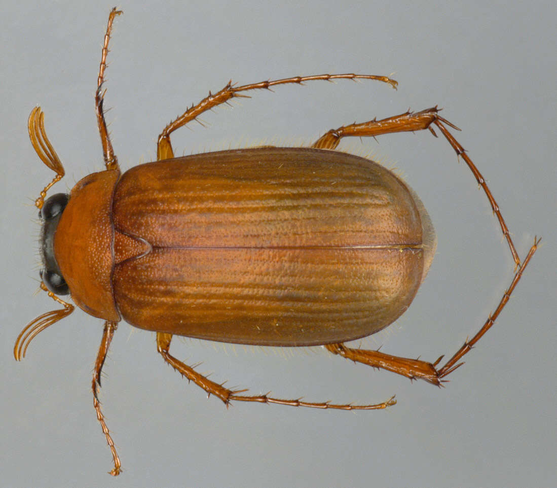 Image of Serica brunnea (Linnaeus 1758)