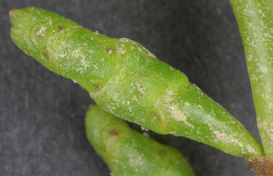 Image of Salicornia ramosissima J. Woods