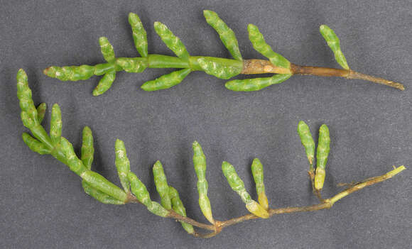 Image of Salicornia ramosissima J. Woods