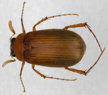 Image of Serica brunnea (Linnaeus 1758)