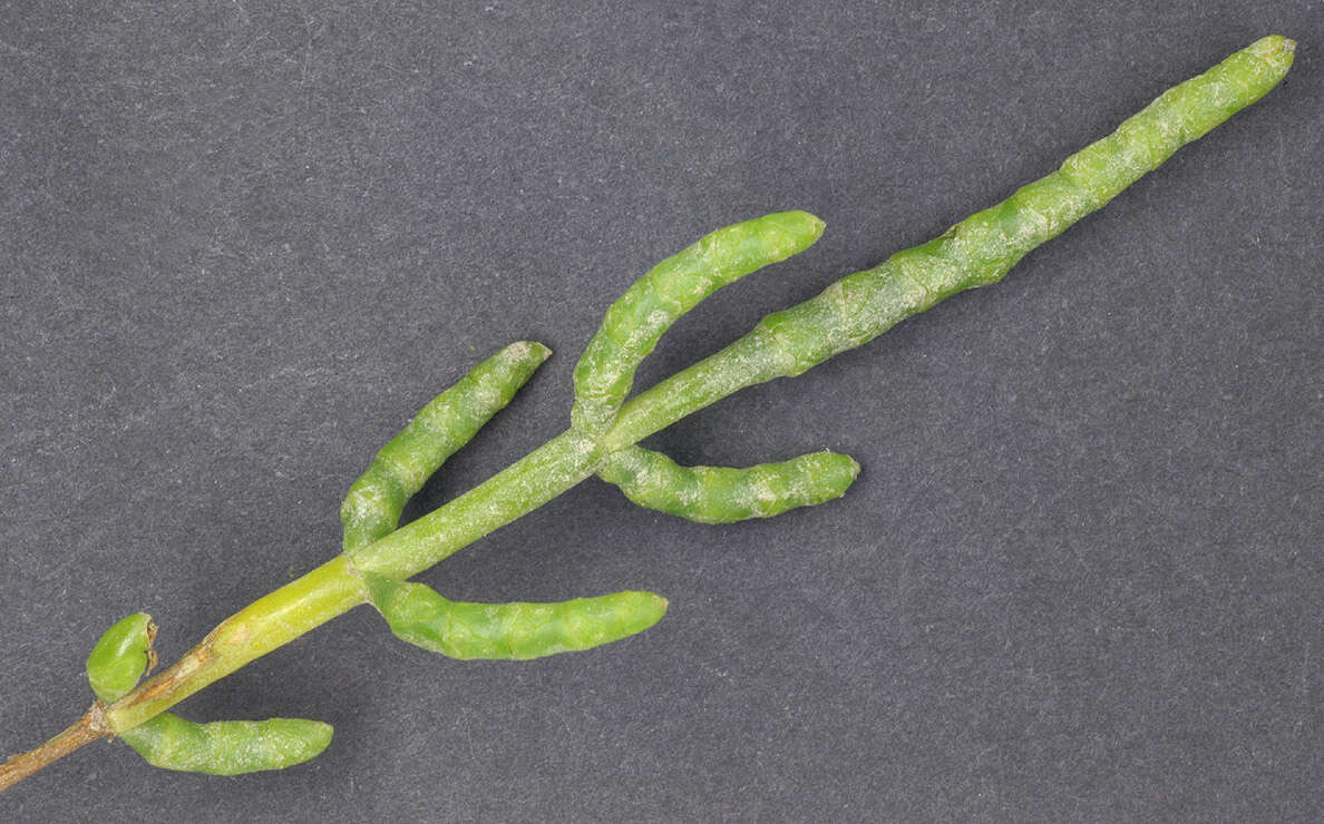 Sivun Salicornia ramosissima J. Woods kuva