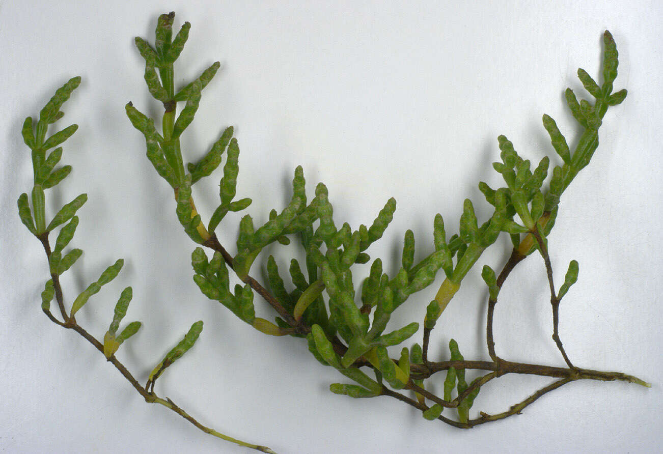 Sivun Salicornia ramosissima J. Woods kuva