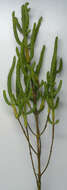 Sivun Salicornia ramosissima J. Woods kuva