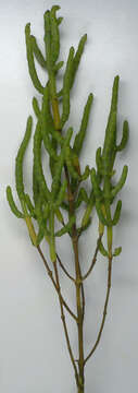 Image of Salicornia ramosissima J. Woods