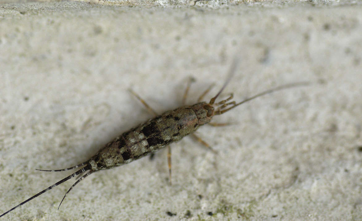 Image of Petrobius brevistylis Carpenter 1913