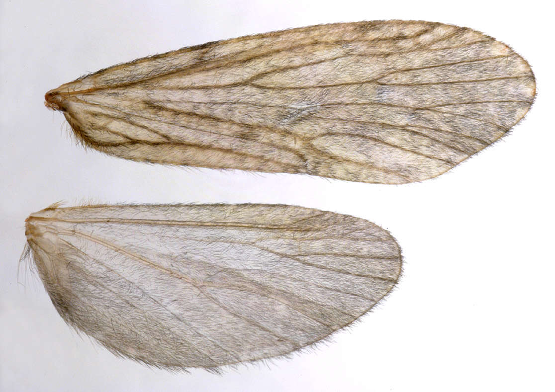 Image of Plectrocnemia conspersa (Curtis 1834)