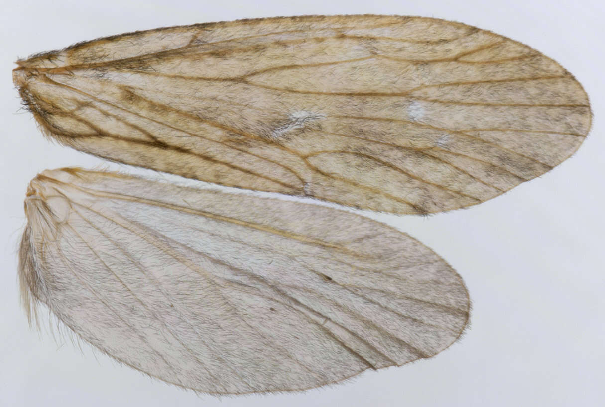 Image of Plectrocnemia conspersa (Curtis 1834)