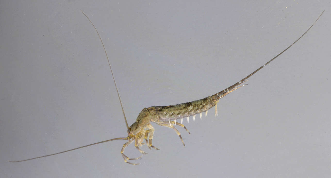 Image of Petrobius brevistylis Carpenter 1913