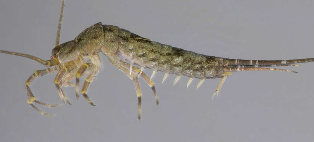 Image of Petrobius brevistylis Carpenter 1913